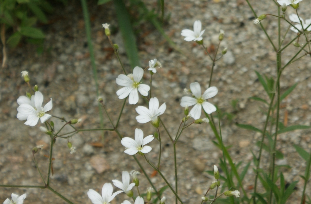 un fiorellino bianco. .. a me sconosciuto - Cerastium sp.